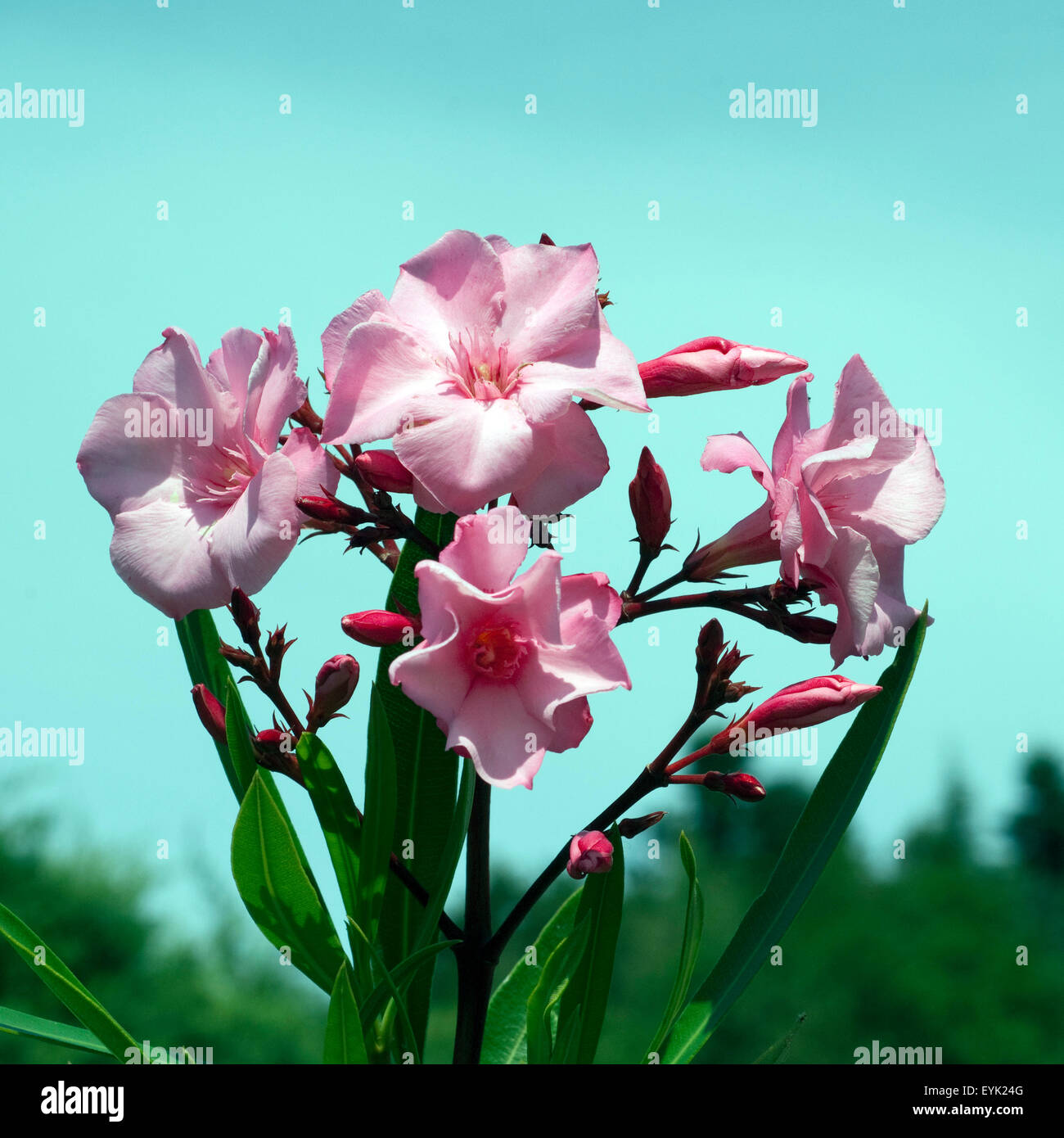 Oleander; Nerium; Oleander; Giftpflanze; Wildpflanzen; Stock Photo