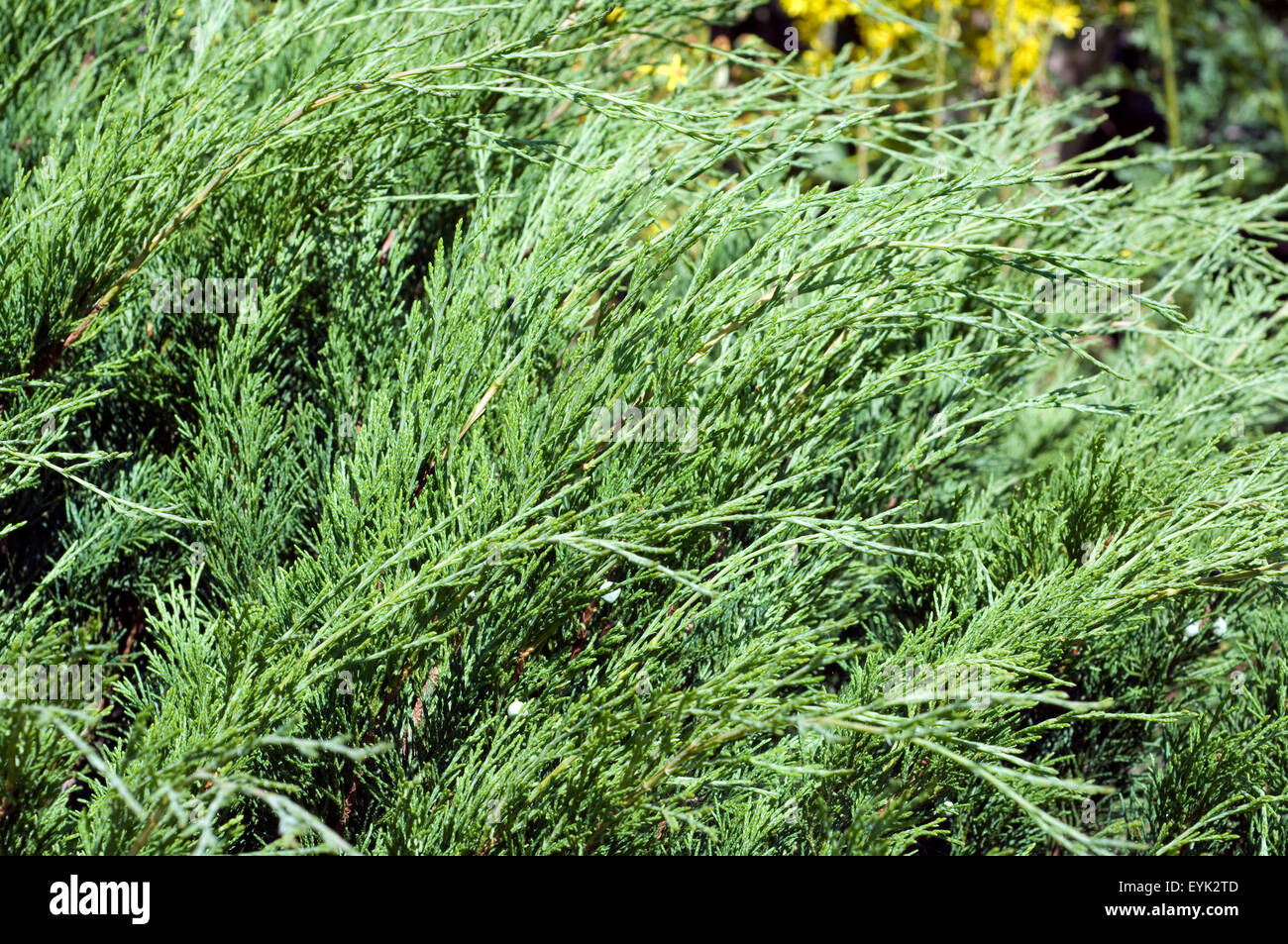 Sadebaum, Juniperus, sabina, Stock Photo