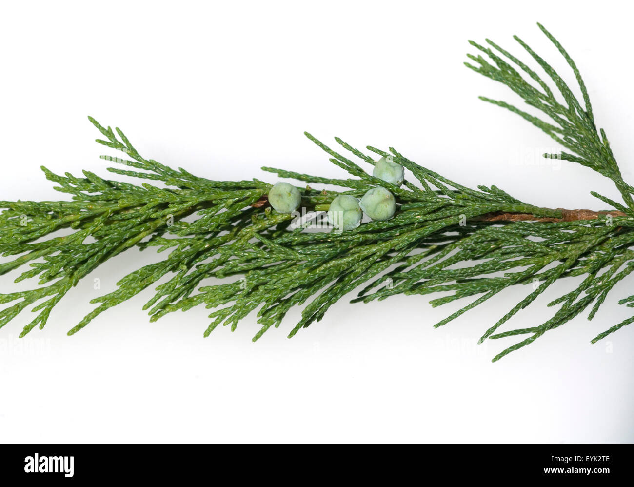 Sadebaum, Juniperus, sabina, Stock Photo