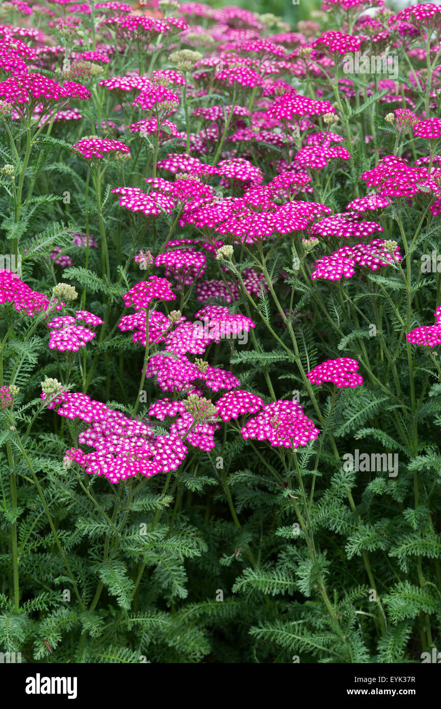 Achillea millefolium. Achillea New Vintage Violet . Yarrow Flowers Stock Photo