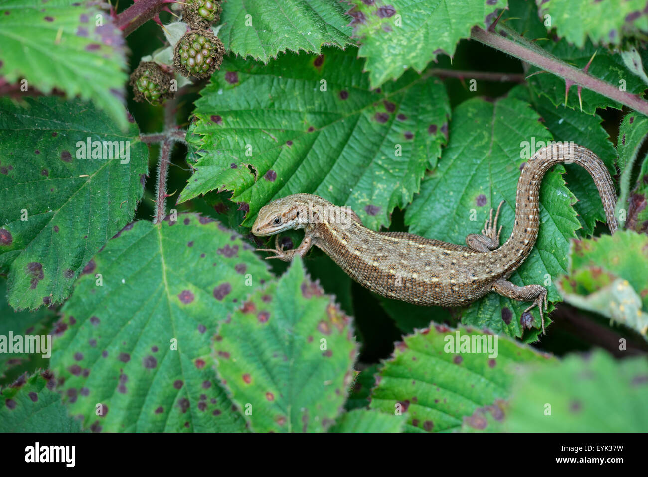 Common or viviparous lizard (Lacerta vivipara). Gravid female basking on top of bramble bush Stock Photo