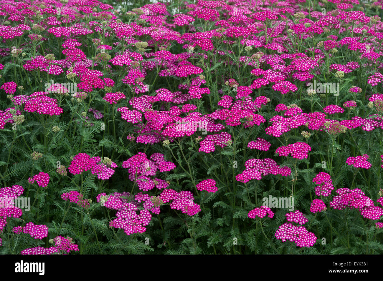 Achillea millefolium. Achillea New Vintage Violet . Yarrow Flowers Stock Photo