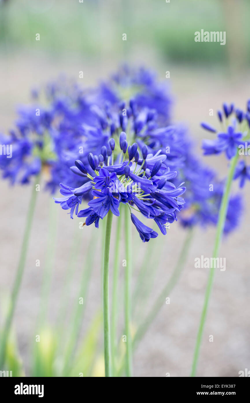 Agapanthus 'Flower of Love'. African blue lily Stock Photo