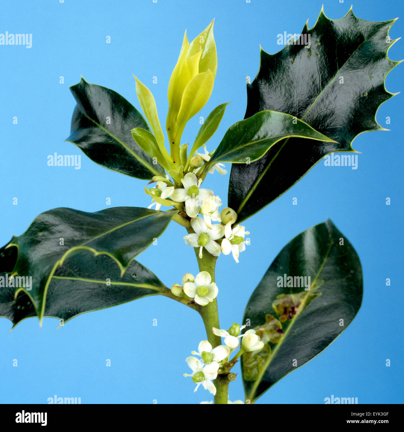 Stechpalme, Ilex aquifolium, Bachblueten, Stock Photo