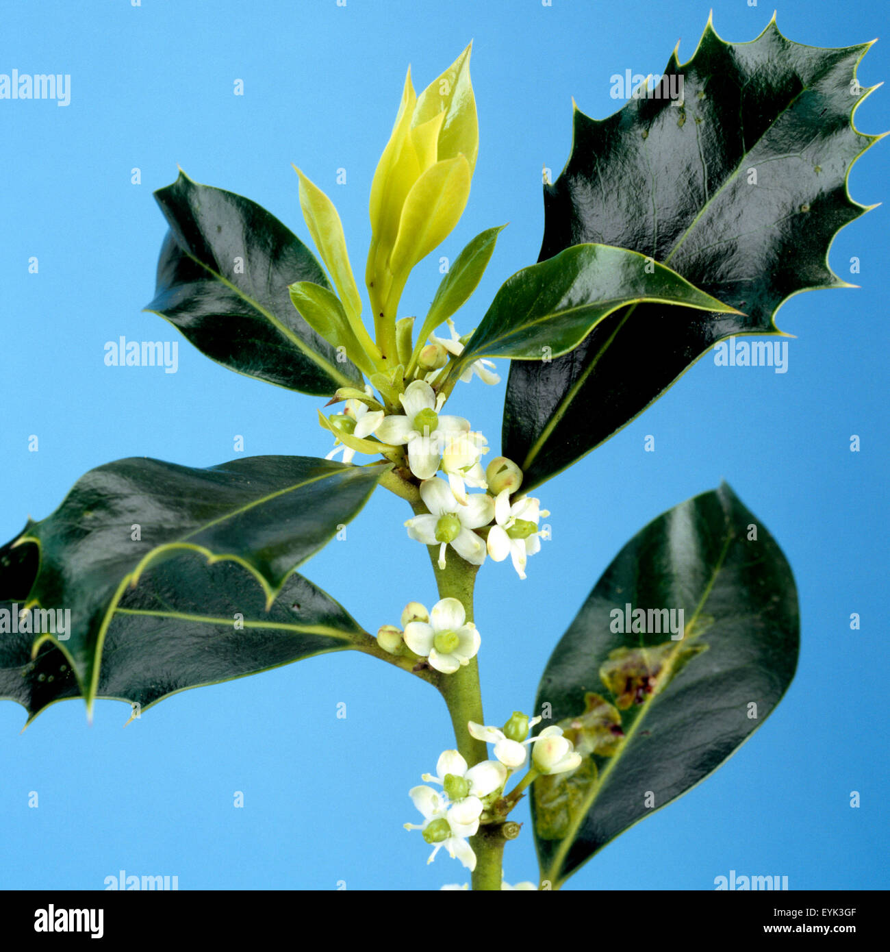 Stechpalme hi-res stock photography and images - Alamy