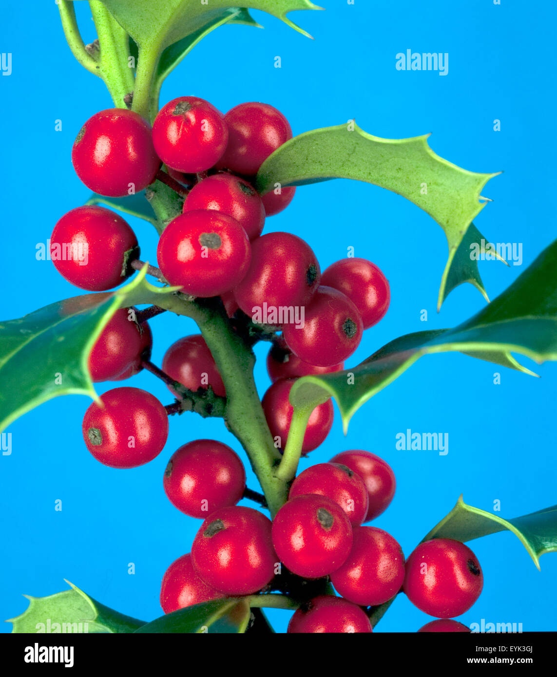 Ilex aquifolium stechpalme holly hi-res stock photography and images - Alamy