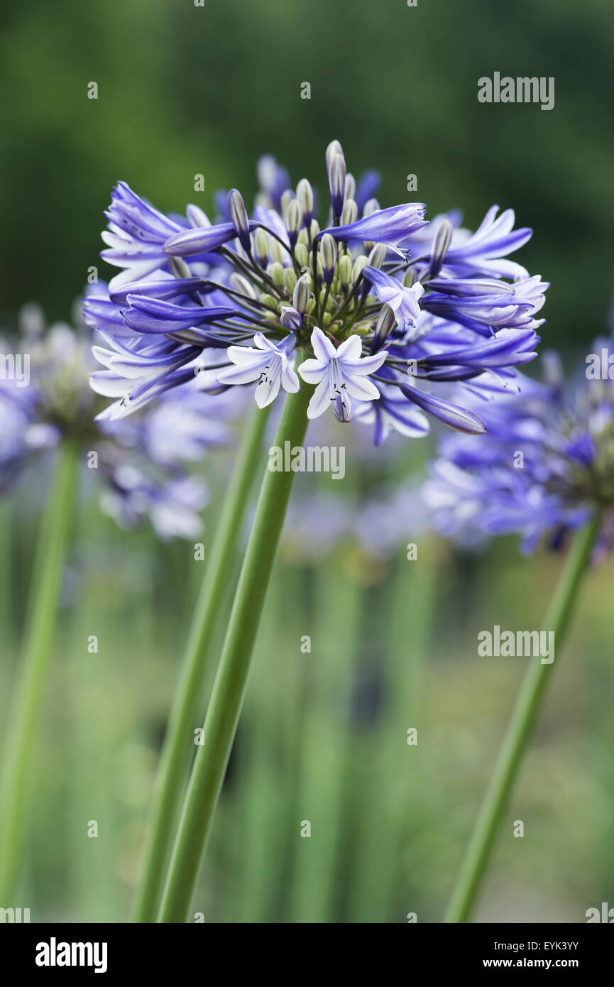 Agapanthus 'Multicolor'.  African lily Stock Photo