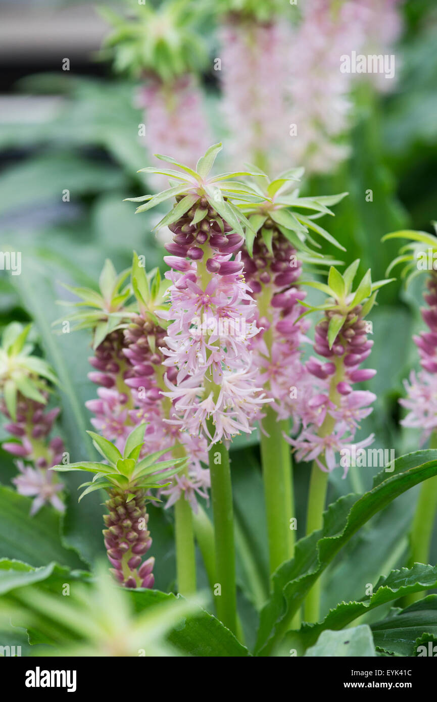 Aloha lily 'Nani'. Pineapple Lily Stock Photo Alamy