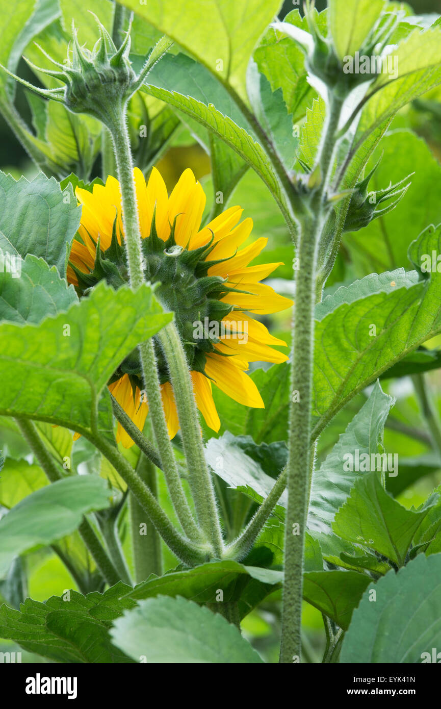 Helianthus annuus. Back of a sunflower and leaves Stock Photo Alamy