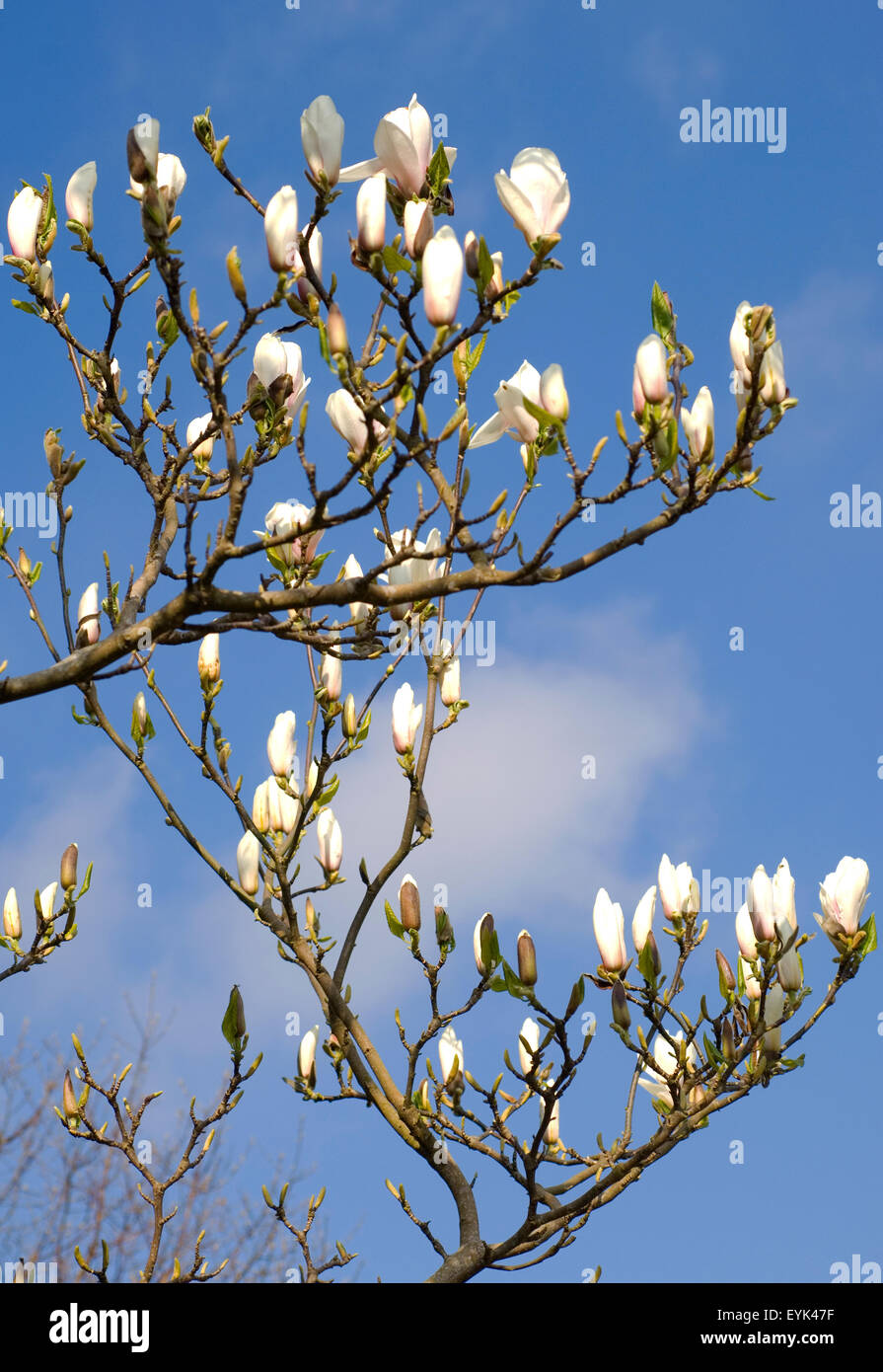 Magnolia tree in spring against a blue sky Stock Photo - Alamy