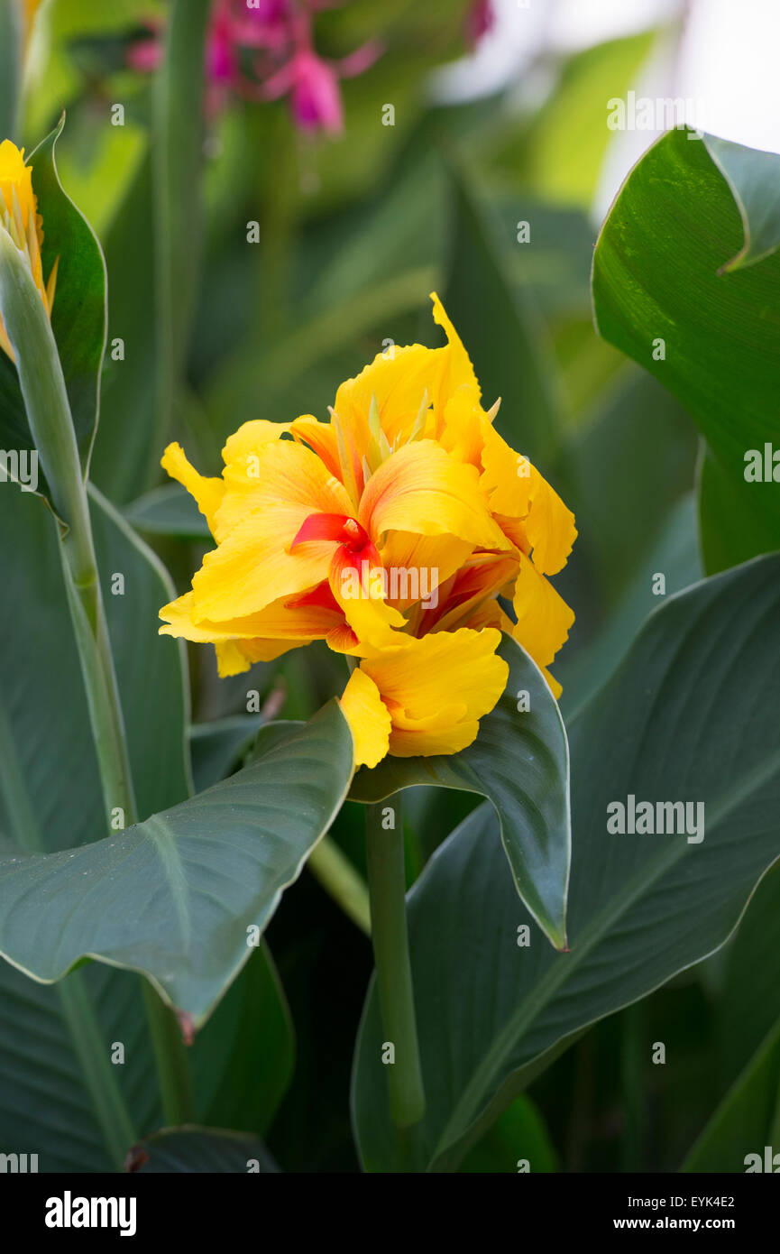 Canna lilies hi-res stock photography and images - Alamy