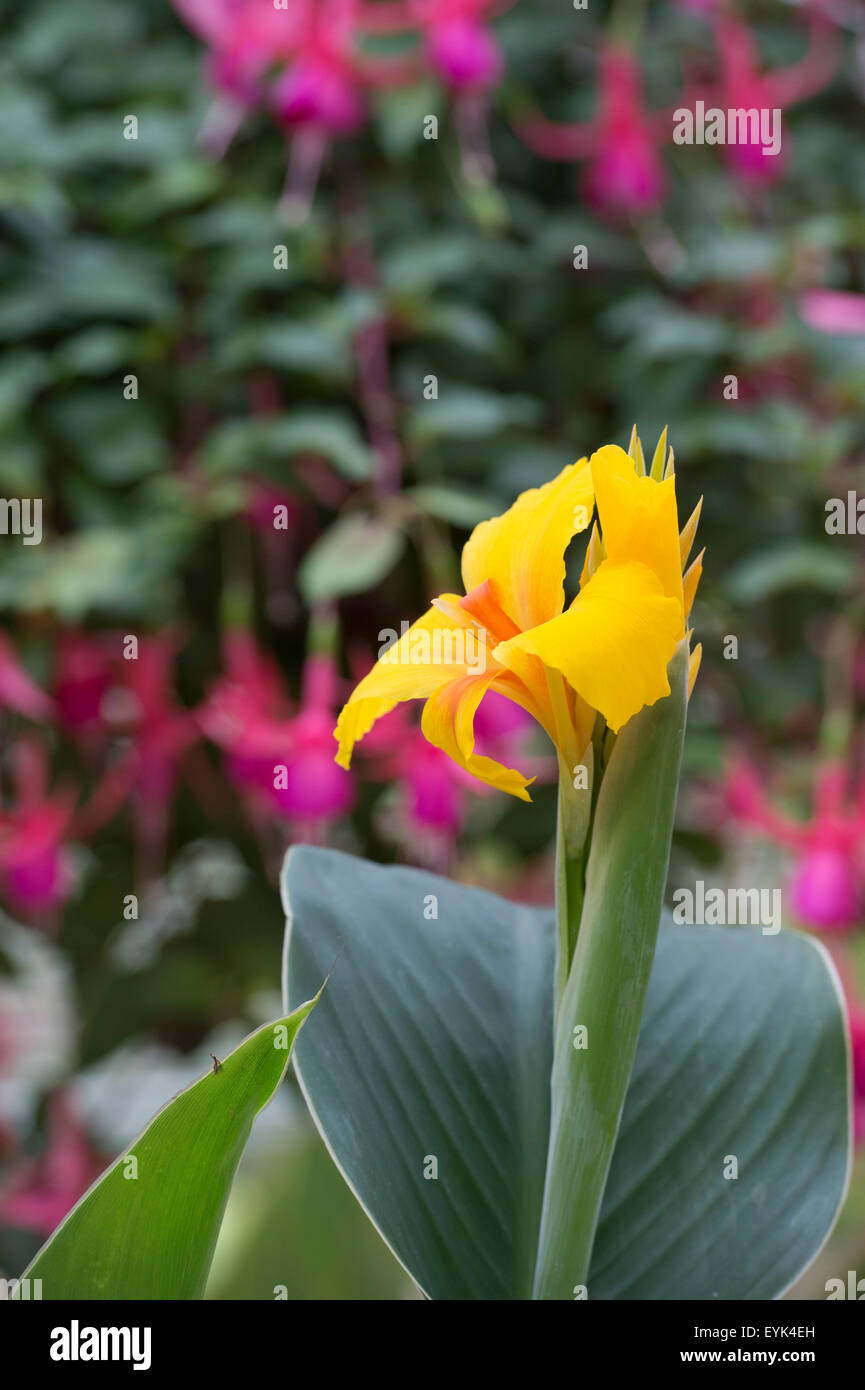 Canna lily ‘Heinrich Seidel’ flower at RHS Wisley Gardens, Surrey ...