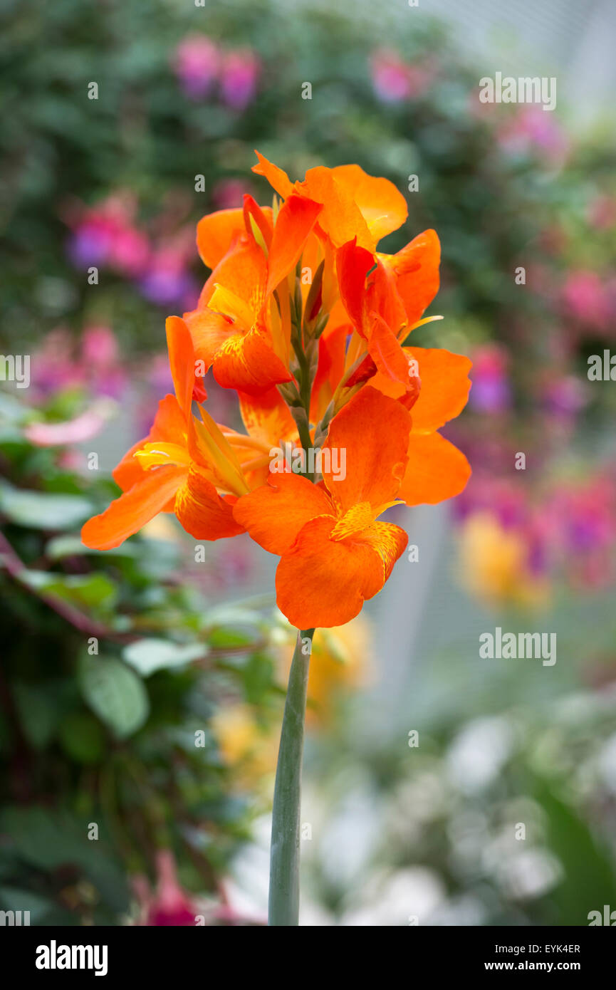 Canna lily ‘Orange Punch’ flower at RHS Wisley Gardens, Surrey, England Stock Photo