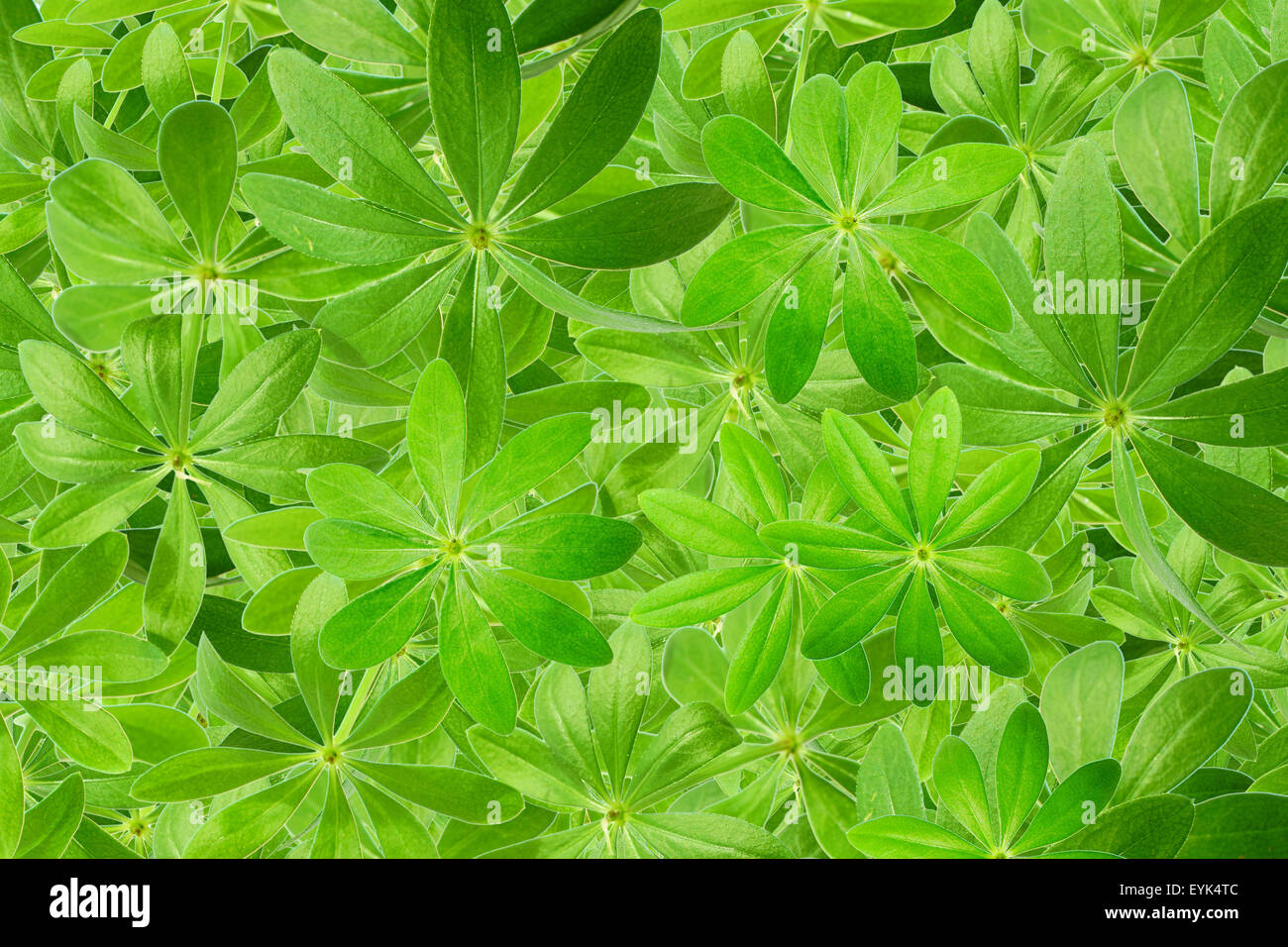 Many green woodruff leaves as a background Stock Photo