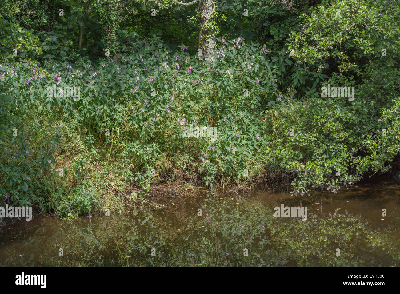 Indian Balsam / Himalayan balsam / Impatiens glandulifera. Invasive weed with affinity for damp and moist soils. Weed patch seen on River Fowey. Stock Photo