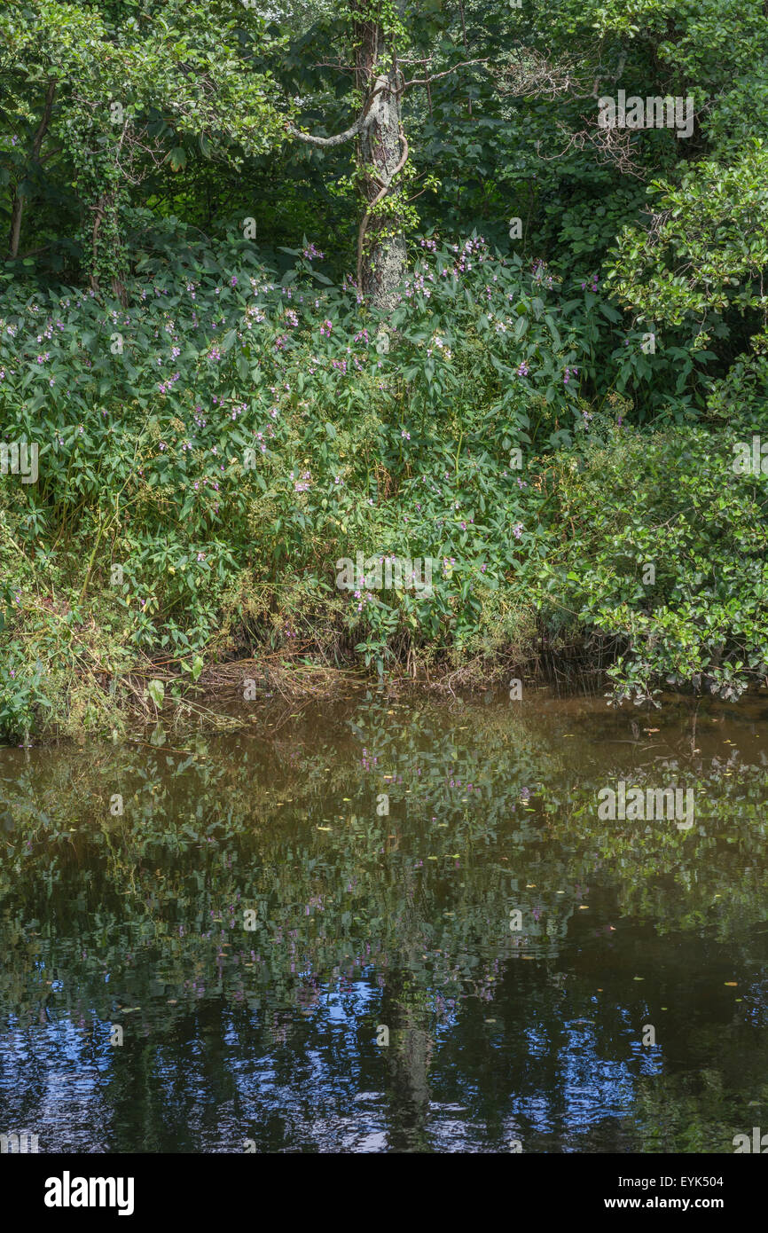 Indian Balsam / Himalayan balsam / Impatiens glandulifera. Invasive weed with affinity for damp and moist soils. Weed patch seen on River Fowey. Stock Photo