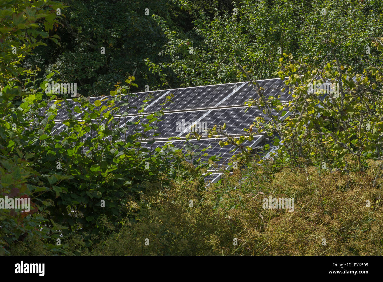 Backyard solar panel array of monocrystalline cells seen through hedge ...