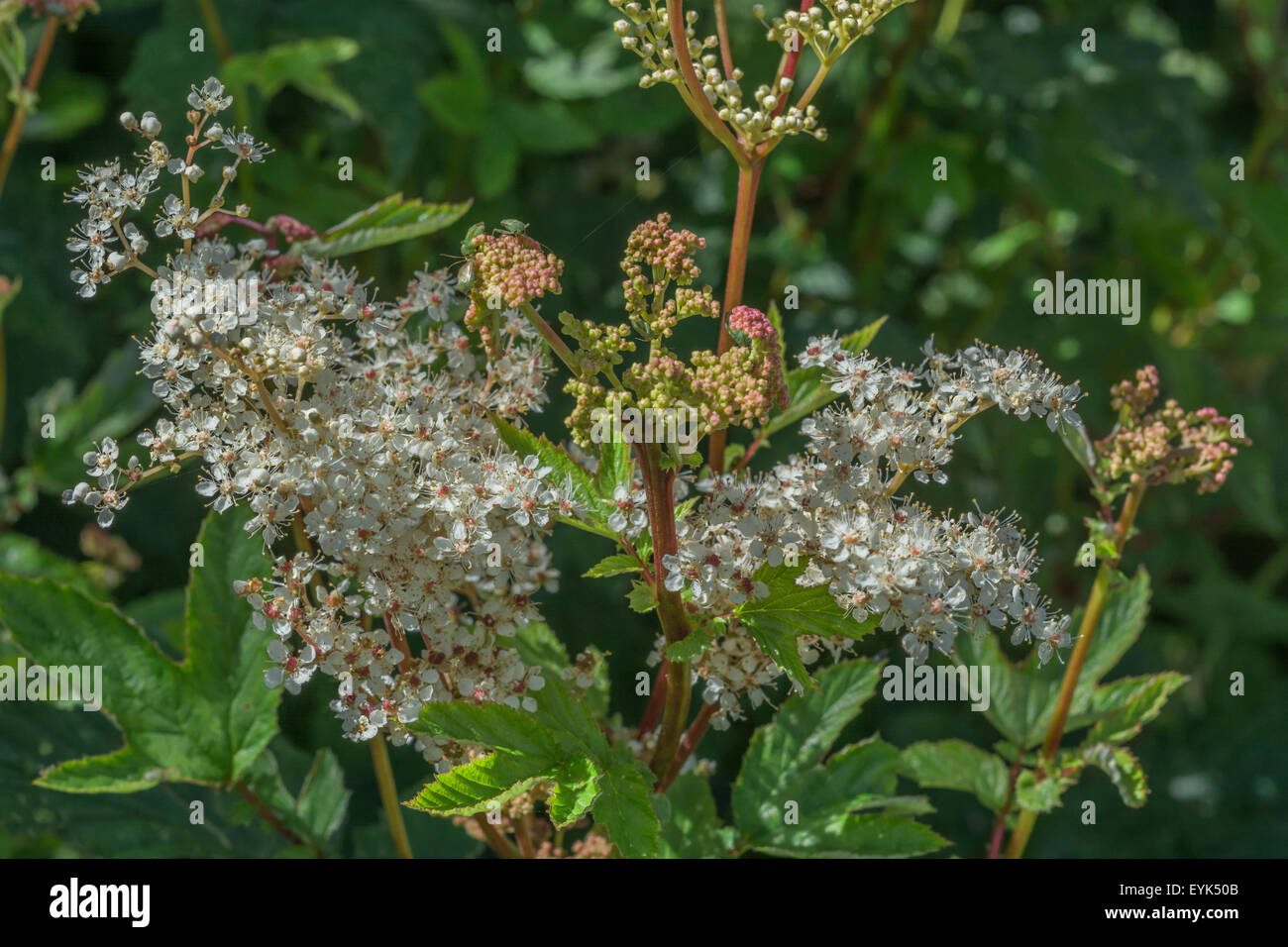 Blossom and flower buds of Meadowsweet [Filipendula ulmaria]. A water-loving foraged plant - flowers for syrup, leaves for their analgesic properties. Stock Photo