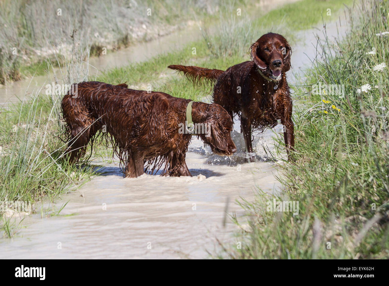 Salisbury Plain, Wiltshire, UK. 31st July, 2015. Two Irish Setters, Bores and Boston cooling off in flooded tank tracks on the Salisbury Plain Military Training Area. Credit:  John Eccles/Alamy Live News Stock Photo