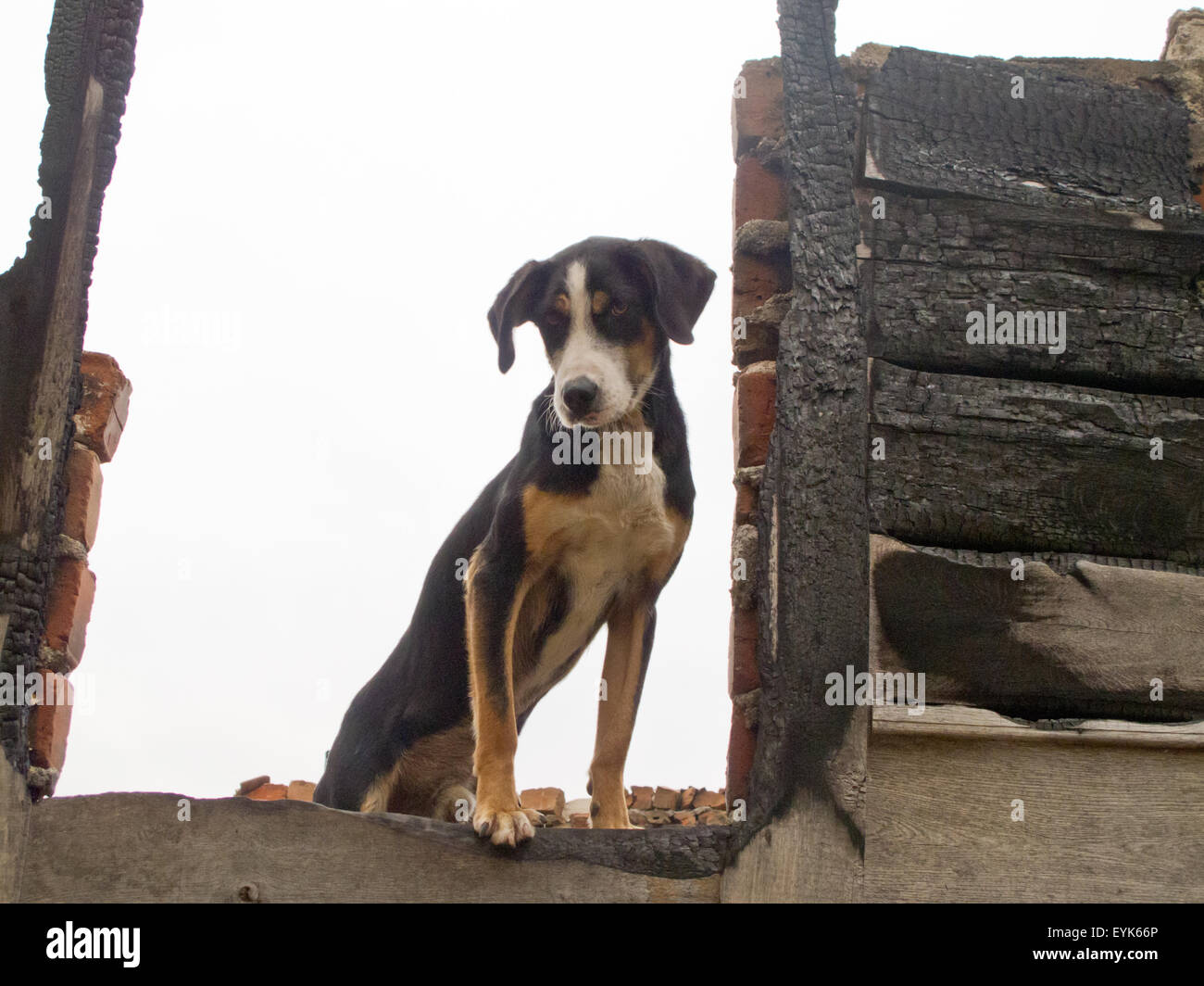 Dog watcher Stock Photo Alamy