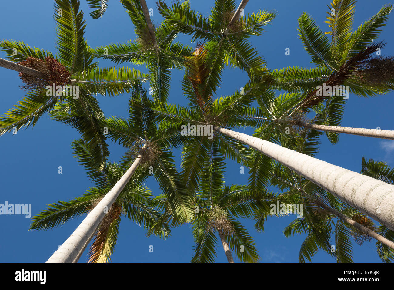 TALL PALM TREES Stock Photo Alamy