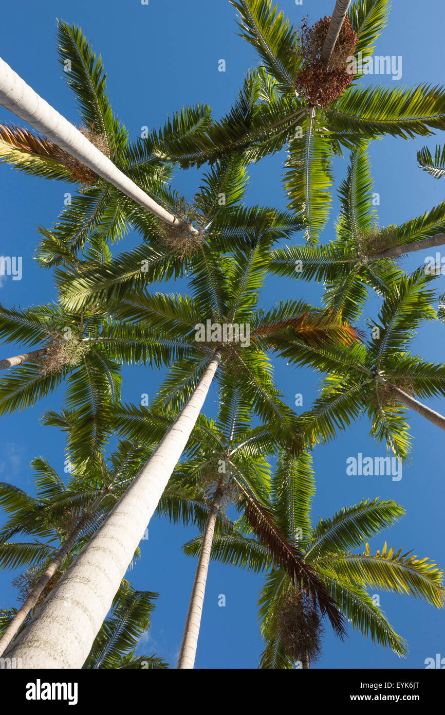 TALL PALM TREES Stock Photo Alamy
