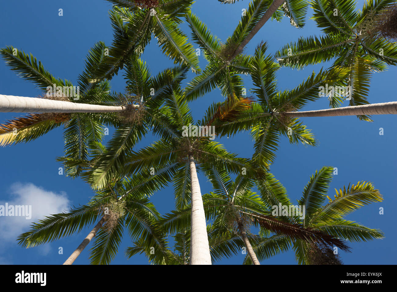 TALL PALM TREES Stock Photo Alamy