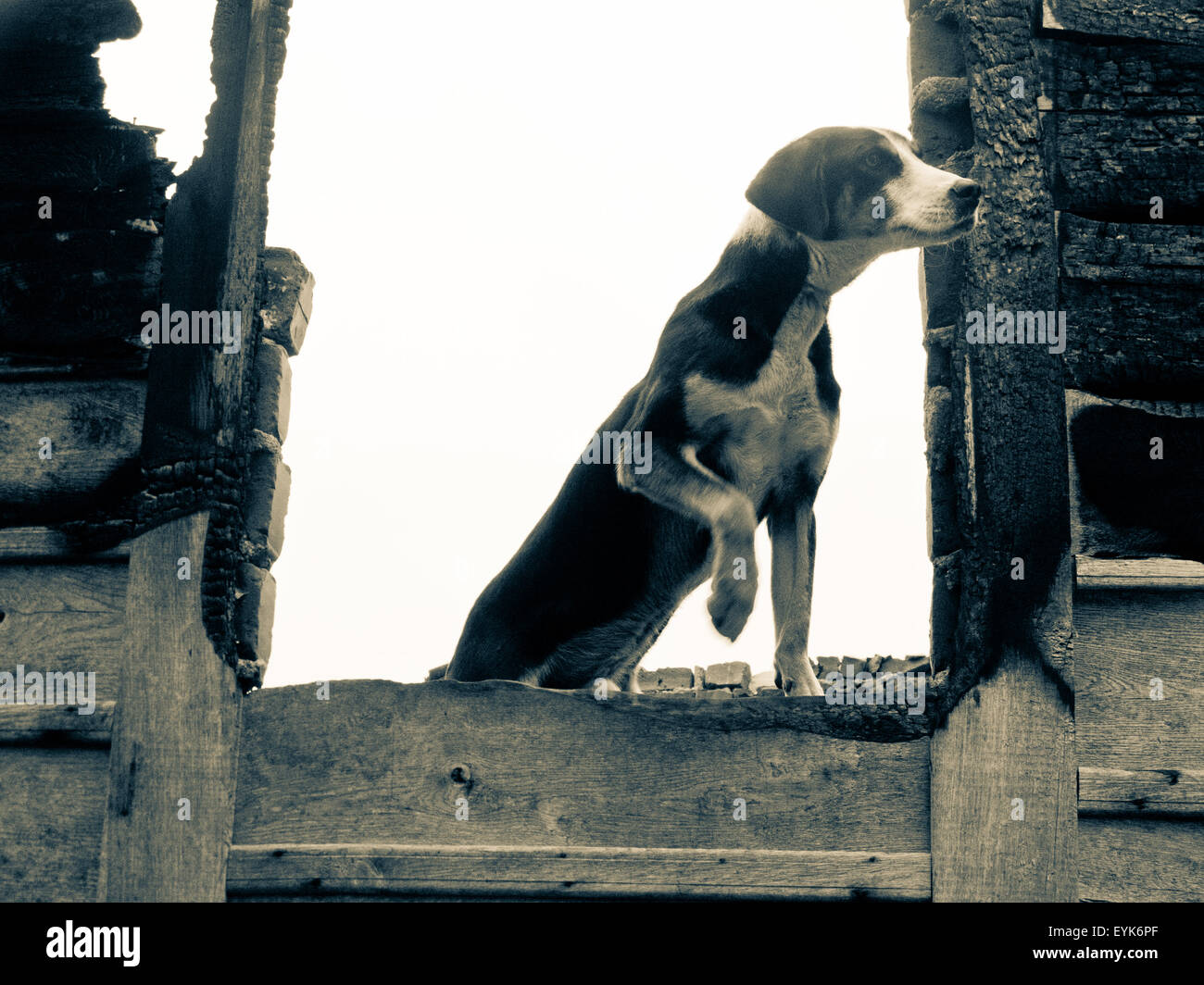 dog watcher stock photo 85859607 alamy