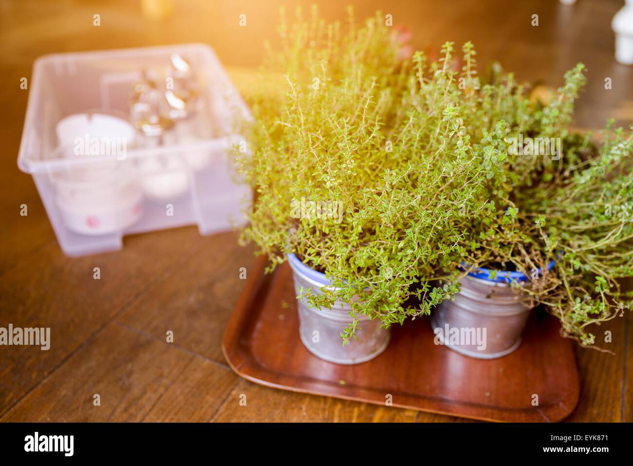 Pots of herbs, on tray, on table, close-up Stock Photo