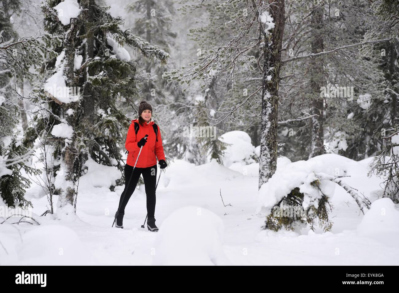 Young woman nordic walking through snow covered forest, Posio, Lapland, Finland Stock Photo