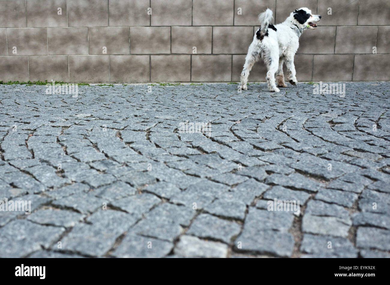 dog on a lash in the street Stock Photo