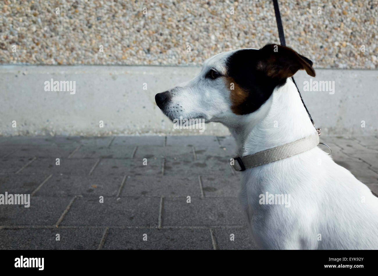 Jack Russel Terrier dog on lash waiting for owner Stock Photo