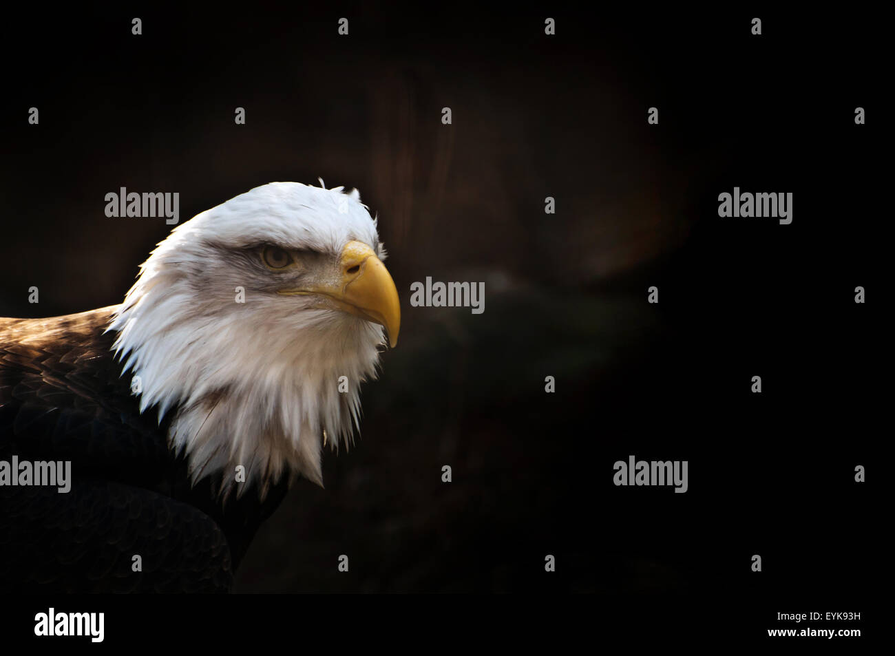 American bald eagle in captivity Stock Photo Alamy