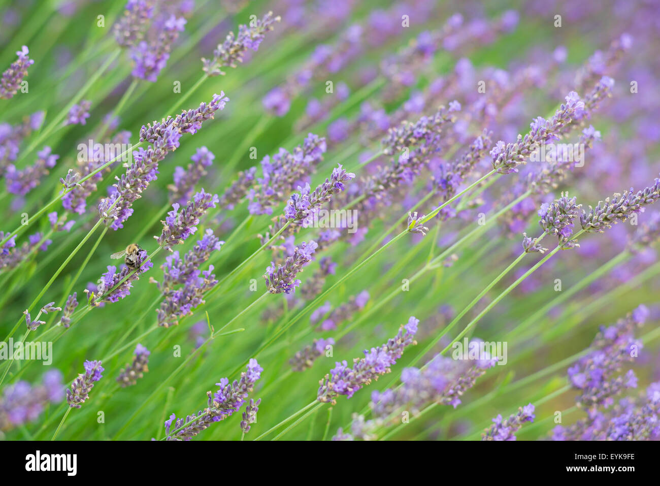 Lavender (lavendula hidcote) in a Suffolk country garden, England. Stock Photo