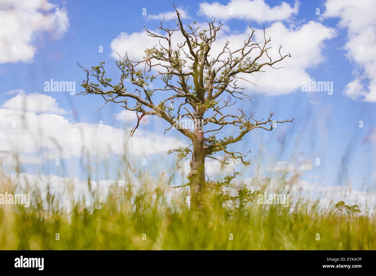 Tree in field with clouds in sky Stock Photo - Alamy