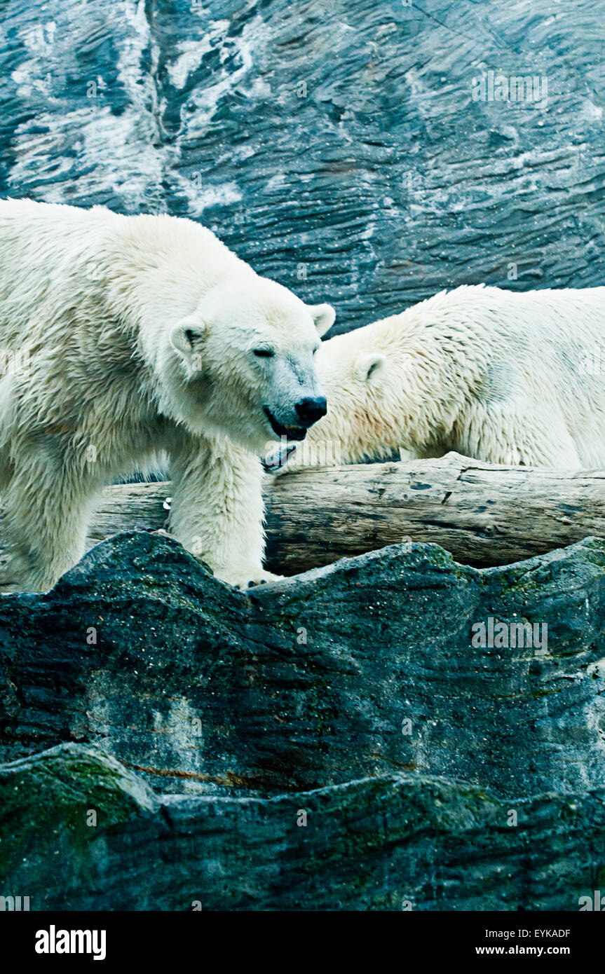 white polar bears Stock Photo - Alamy