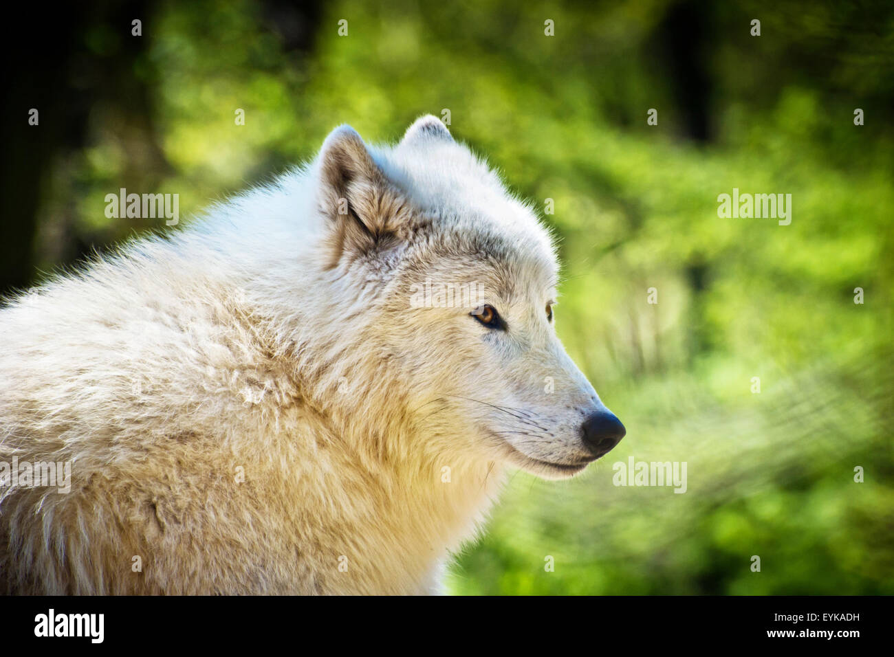 arctic wolf Stock Photo