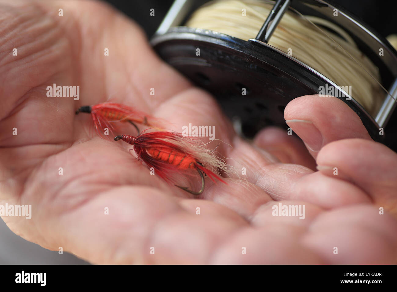 Fisherman holds two similar fly fishing lures next to his reel. Stock Photo