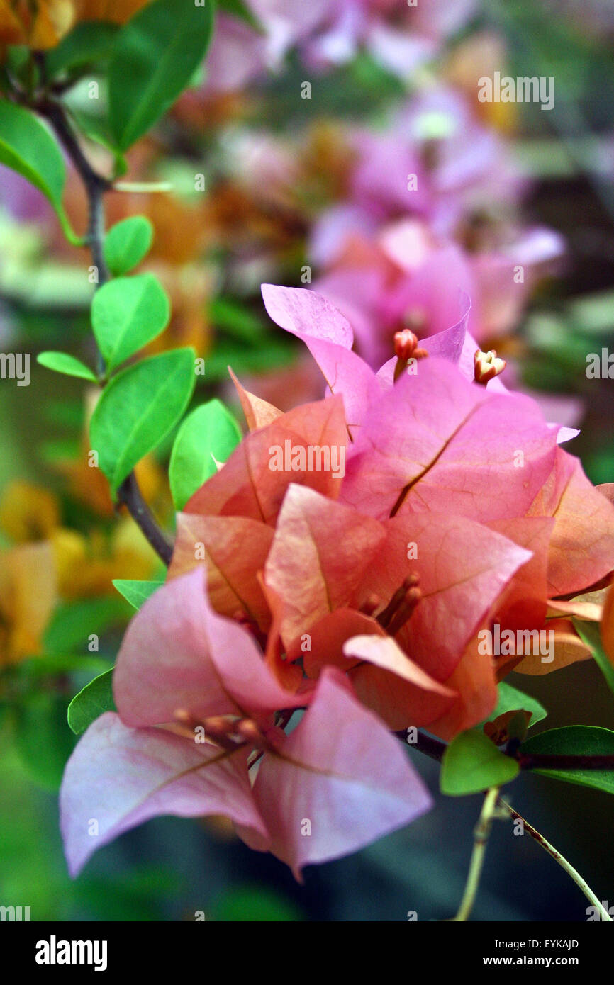 Flowers at maldives islands Stock Photo Alamy