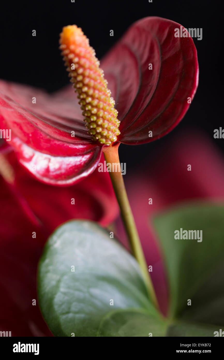 My anthurium in my home Stock Photo