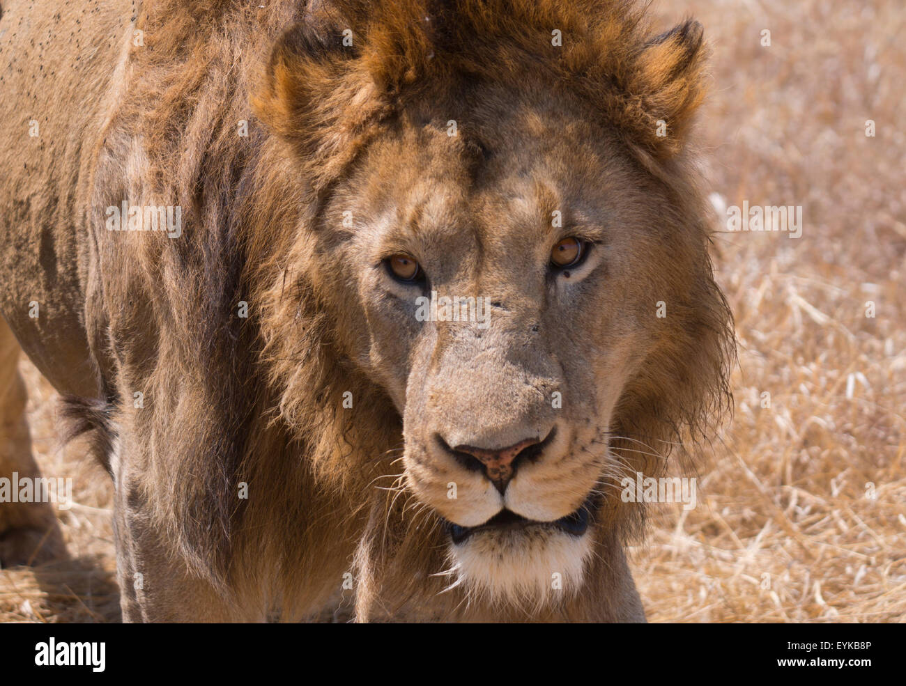 Male lion in Ngorongoro crater, Africa. Not Cecil. Stock Photo