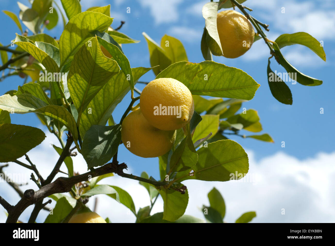 Zitronen, Citrus limon; Stock Photo