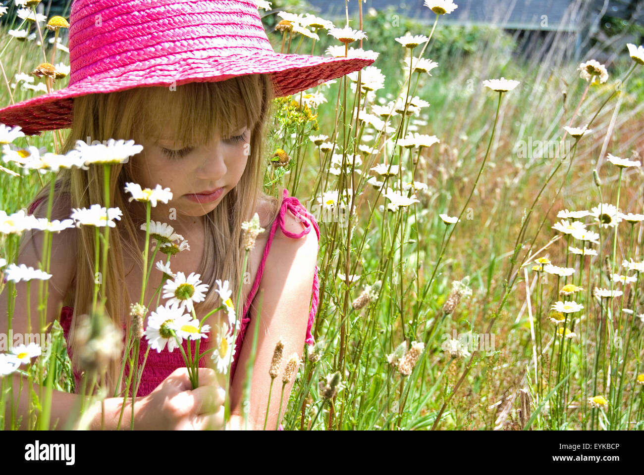 Young girl with pink hat in a field of wild daisies. Stock Photo