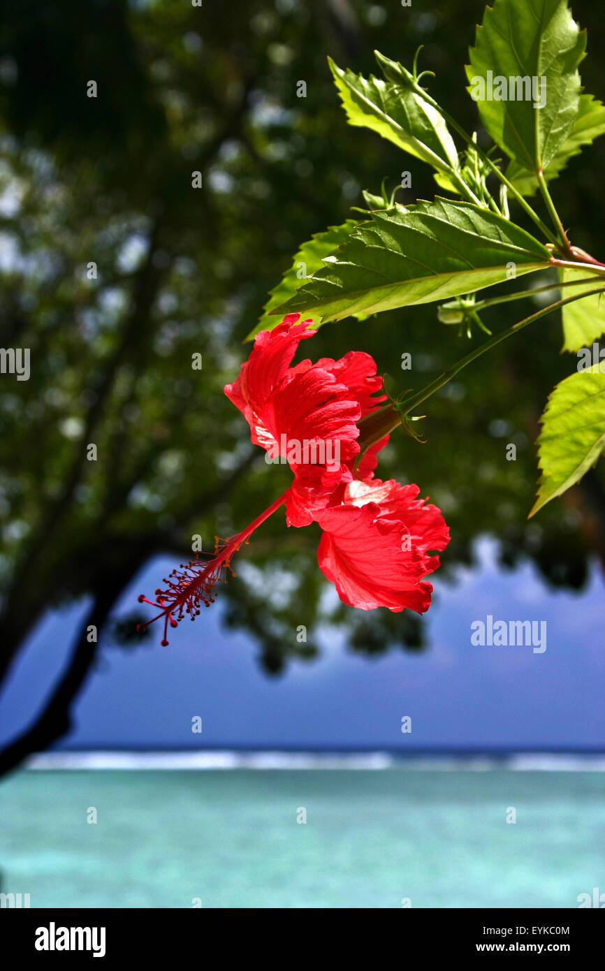 Flowers at maldives islands Stock Photo Alamy