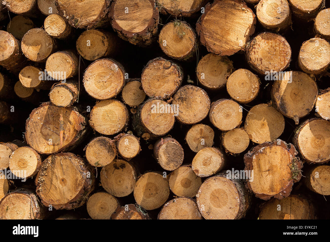Logs of wood Stock Photo Alamy