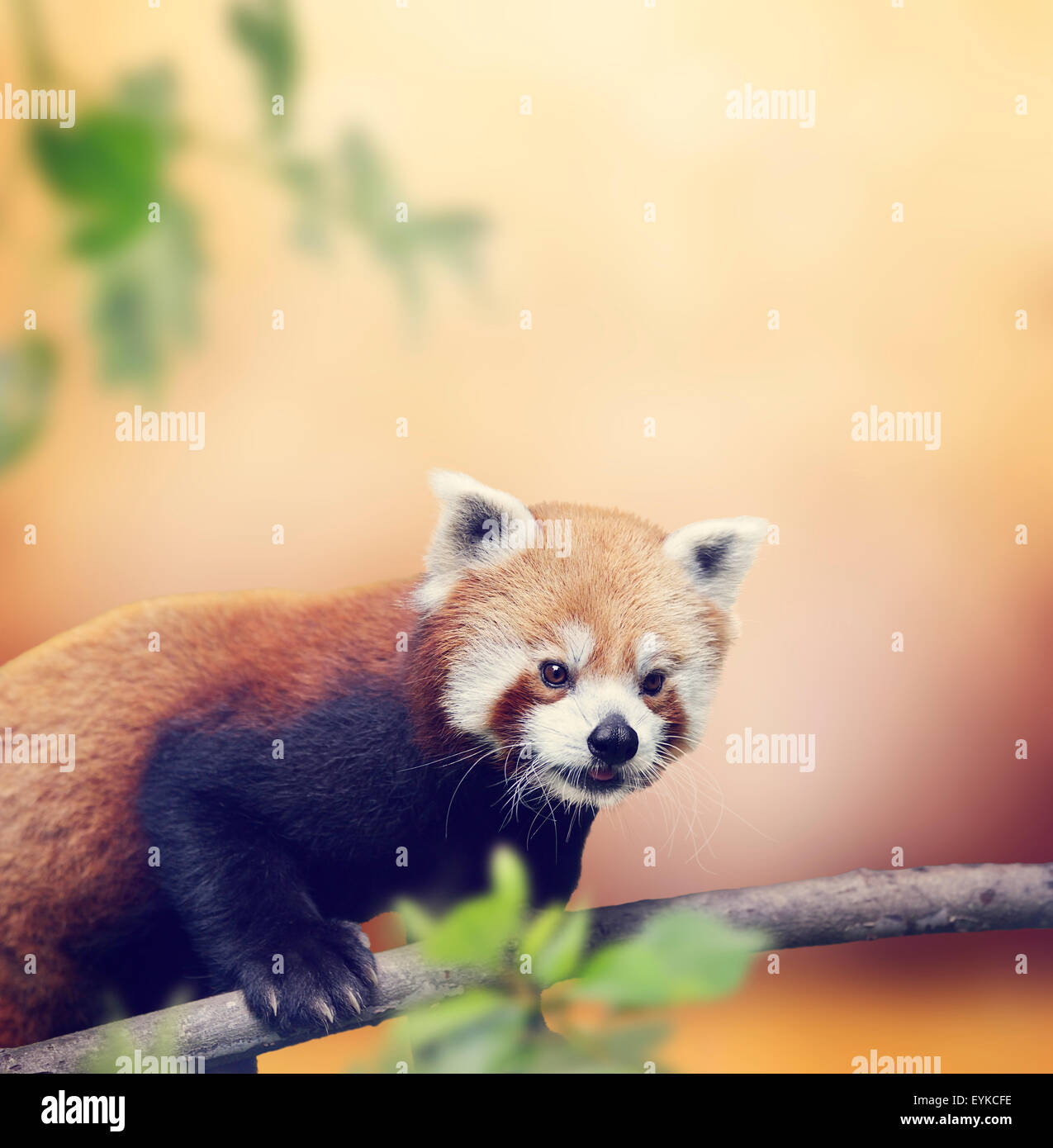 Red Panda Bear Climbing On A Tree Stock Photo - Alamy