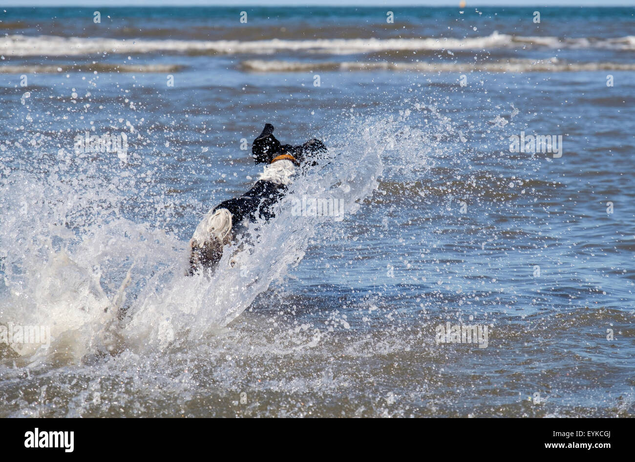 A black and white Springer Spaniel dog running alone in the sea splashing in water on a beach and having fun. Stock Photo