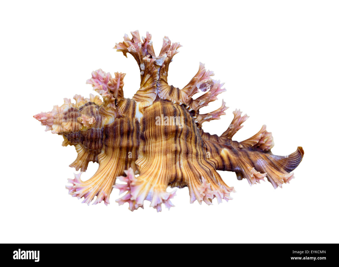 Exotic Aquatic Species Cut Out Stock Images Pictures Alamy