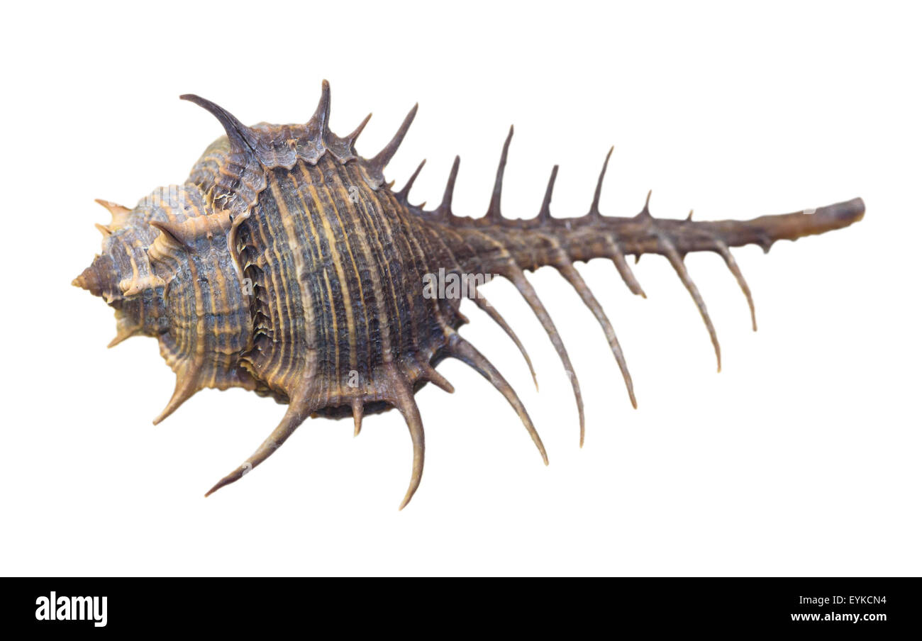 Murex Sea Snail