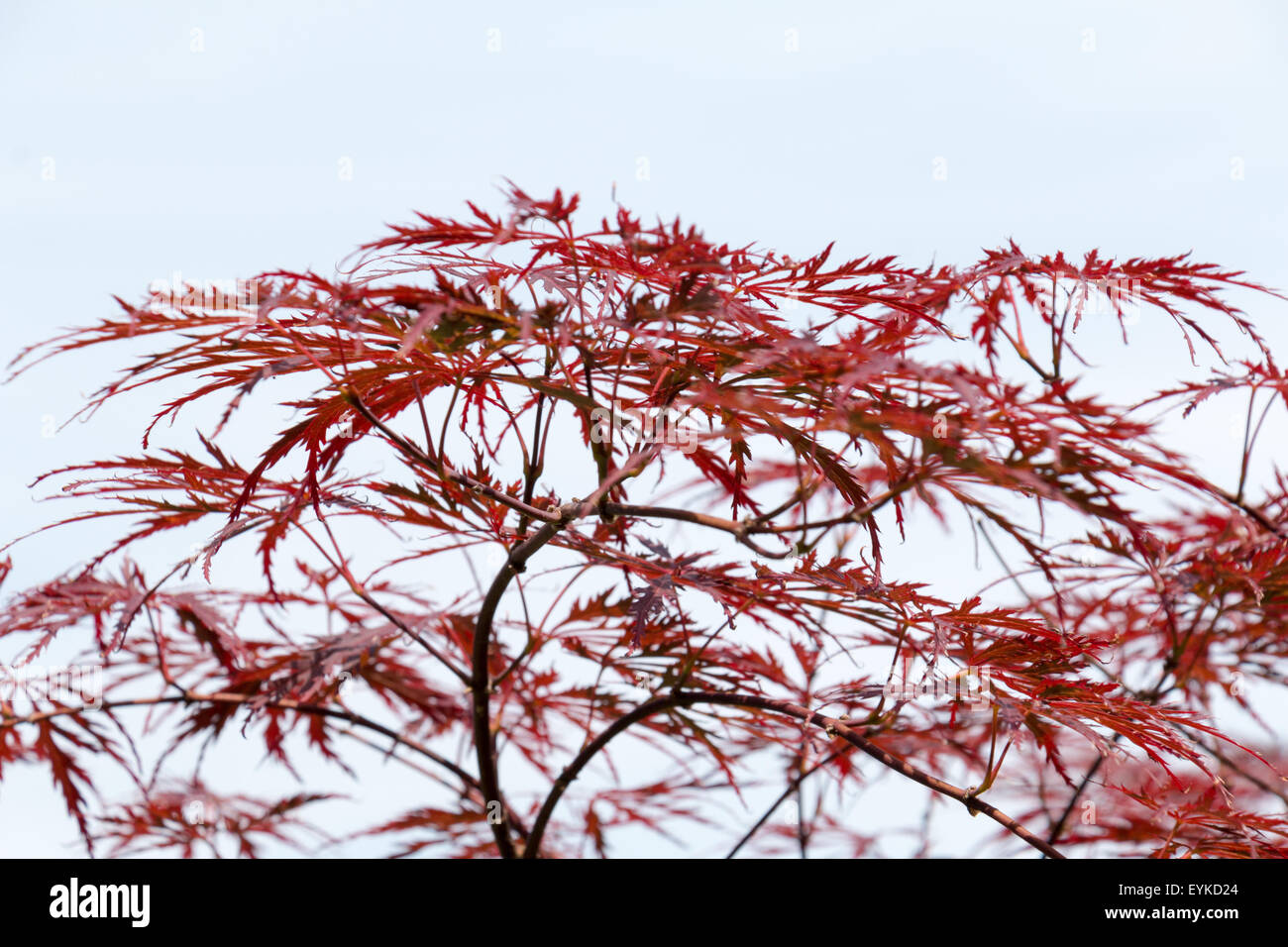Wine-red leaves of the Japanese maple tree, Acer Palmatum Dissectum Atropurpureum, full Stock Photo